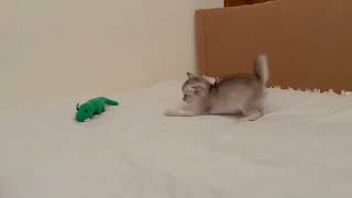 Cute kitten playing by pouncealot 585 views 6 months ago 6 seconds