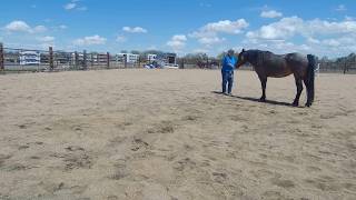 When a Horse Gets “Mentally Stuck” in a Behavior | Reward-Based Horse Training