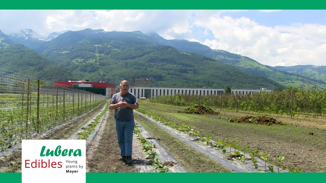 The Aims of Breeding Aubergines for the Home Garden at Lubera Edibles