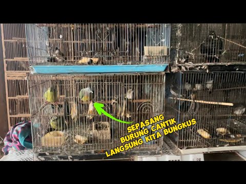 Beli Burung yang didaerah ssaya sudah sangat-sangat jarang dijumpai 😭😭
