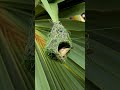 Building birdhouses Amazing Building Bird Nest 20019#birds #viralshort #nature