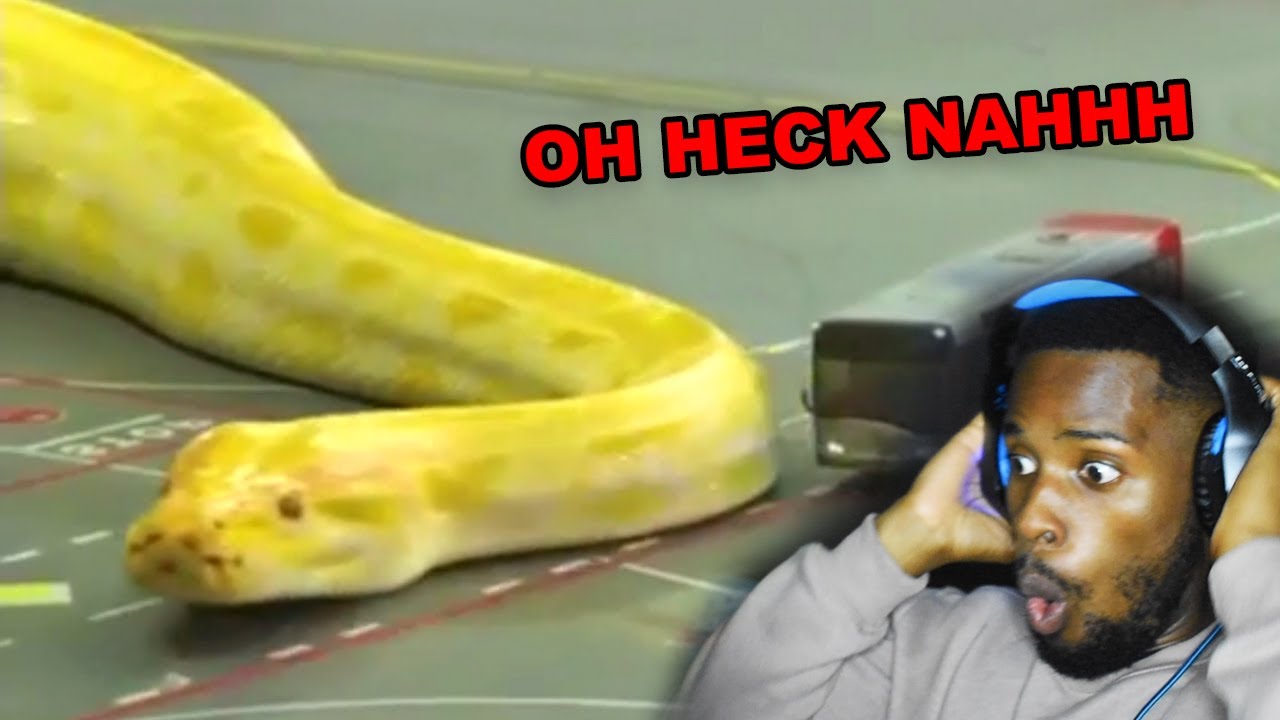 The Most Unexpected Moments Caught On Camera - YouTube