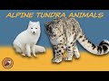 Alpine Tundra Quiz