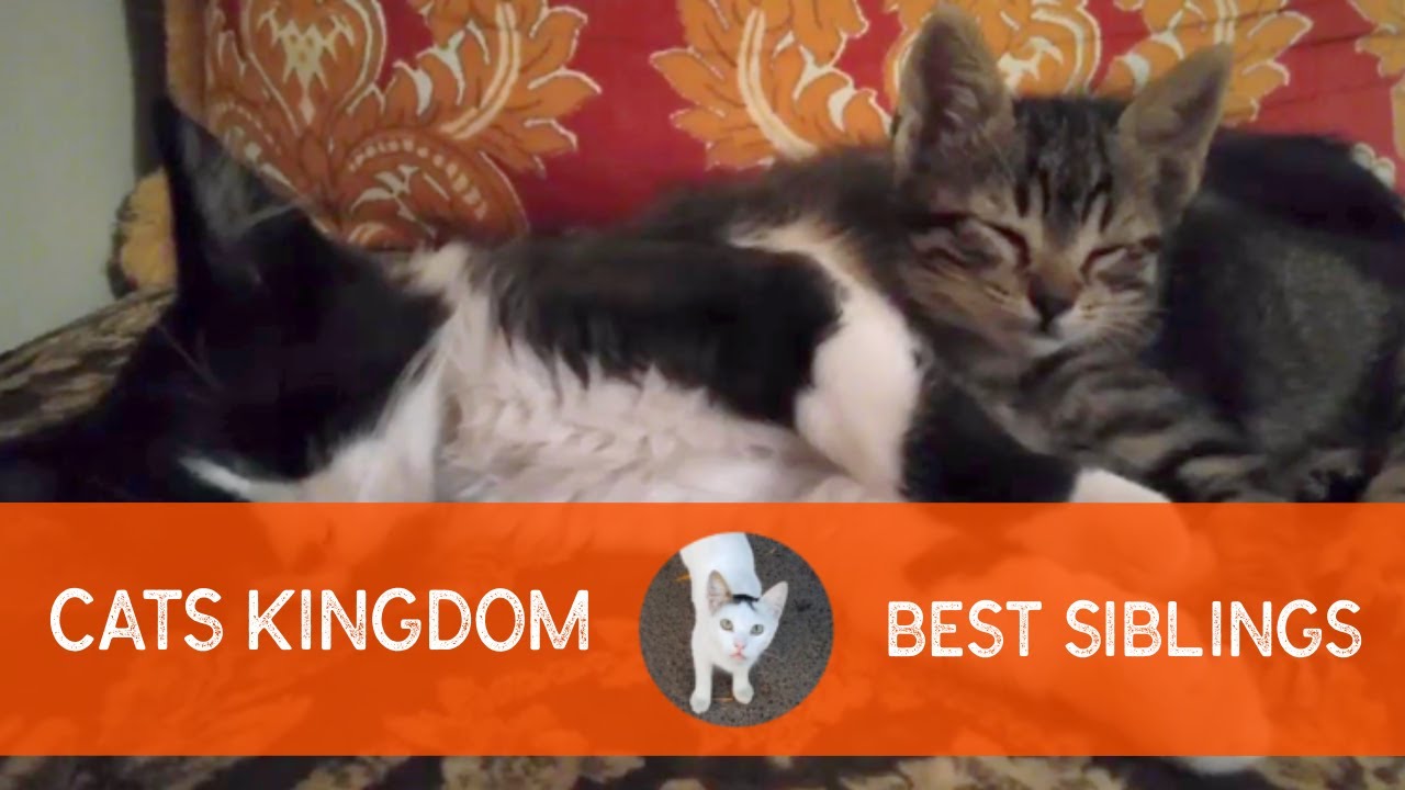 two males cat & kitten living together after a rescue (old video) YouTube