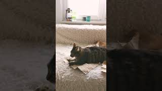 Cat vs Paper tabbycat funnycats cats funny cat shorts