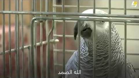 شيئ غريب ببغاء يقراء سورة الكوثر وسورة الأ خلاص لا يفوتكم