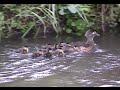 A Wood Duck Story