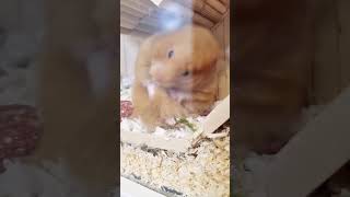 Cute Hamster Is Cleaning Itself