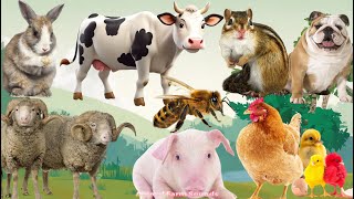 Farm Animal Moments: Bee, Sheep, Chicken, Rabbit, Pig, Goat, Squirrel, Dog, Cow  Animal Videos