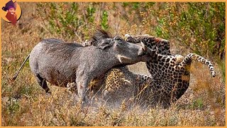 15 Momentos En Los Que Los Animales Se Enfrentaron Al Warthog Equivocado