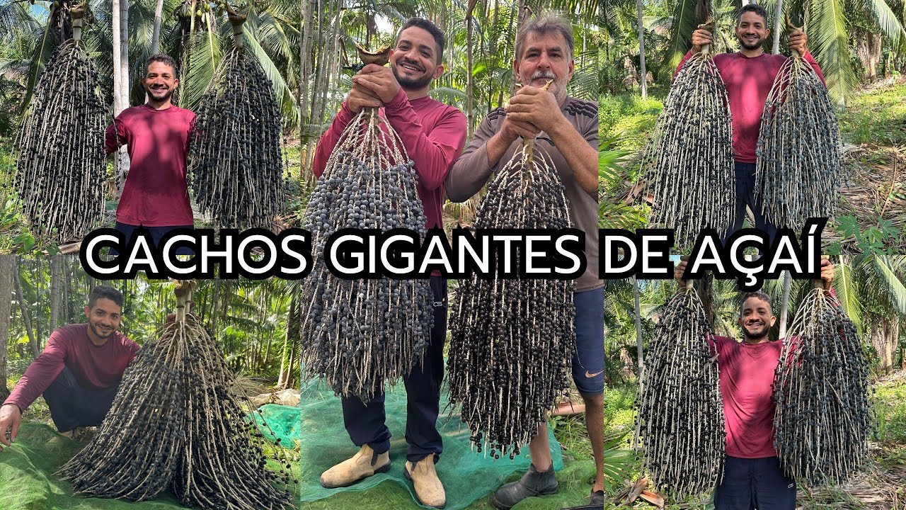 Cachos gigantes de açaí + 12 QUILOS 01 CACHO + 01 cacho uma lata de açaí.