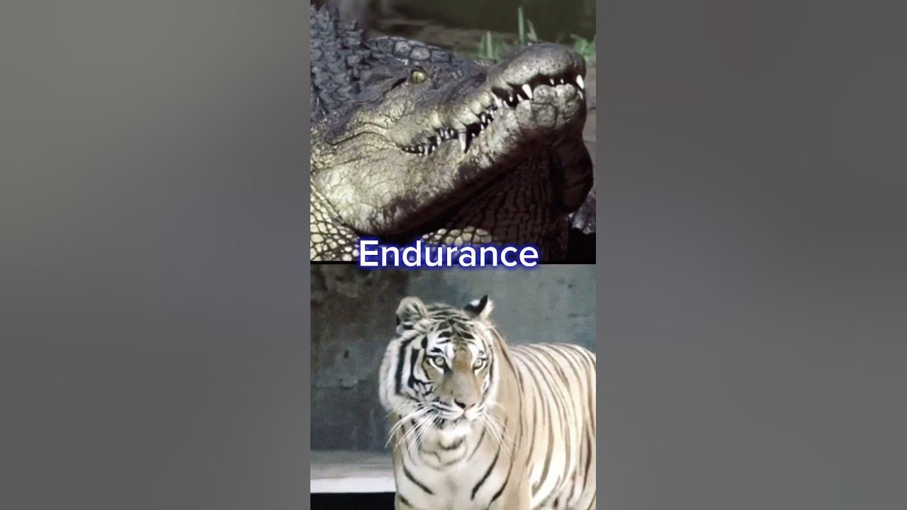 Saltwater Crocodile VS Bengal Tiger (First CC Battle Edit) - YouTube