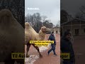 Kamel på slottsbesøk!