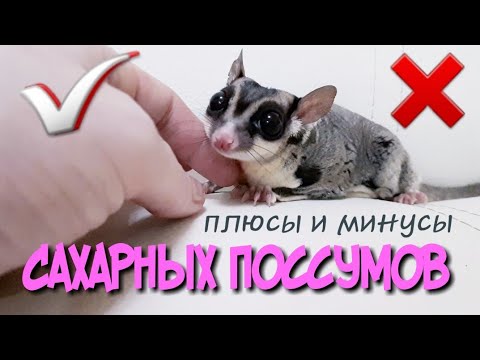 ПЛЮСЫ И МИНУСЫ САХАРНЫХ ПОССУМОВ.