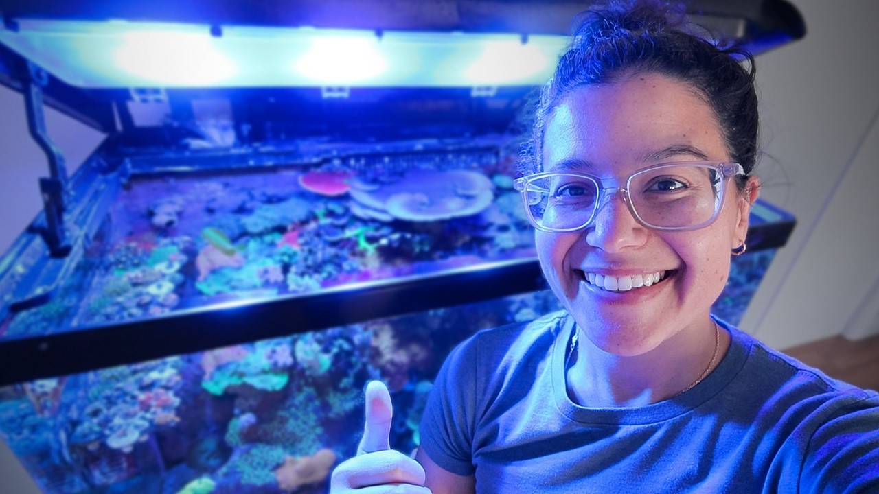 These Corals Could Go for CHEAP… | ReefRanks Auctions