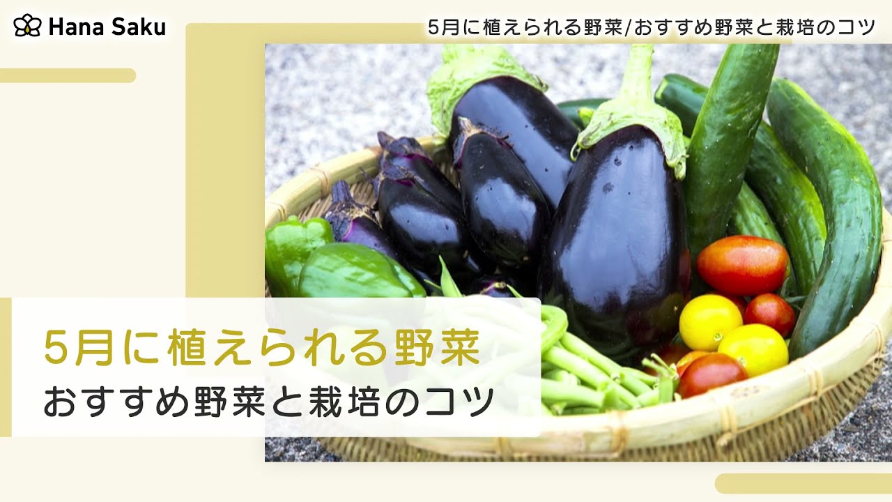 5月に植える野菜 Youtube 5月に植える野菜 Youtube