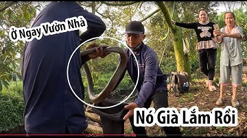 Con Rắn Già Sống Lâu Năm Lột Da Ngay Trong Vườn Sầu Riêng Của Gia Chủ