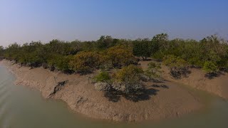 Why We Need the Sundarbans Mangroves More than Ever