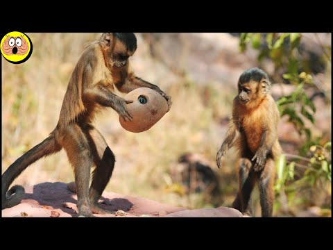 Vidéo: Que mangent les singes capucins ?