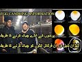 How To Check If An Egg Is Fertile Or Infertile||Dead In Shell||Egg Candling Information||Urdu/Hindi