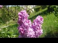 Suisse Switzerland Швейцария район Вo Canton fleur flowers Vaud горы mountain montagne lilac lilas