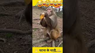 Monkey Drinks Alcohol And Becomes Usain Bolt