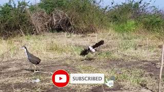 Shocking Bird Trap Idea! Easy Watercock Bird Catch
