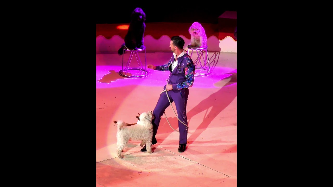 Thomas Lacey - Dog act - 16th Budapest Circus Festival 2026 - YouTube