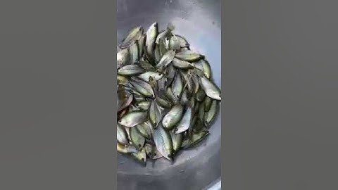 Giống cá sặc rằn, 180-200con/kg #shorts