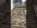 Grandona amor Gardzen update #garden #grandona #community #toronto
