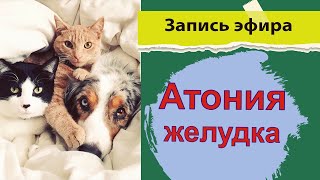 Атония желудка - признаки -причины - симптомы - лечение