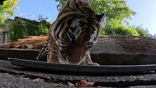 Beautiful Amur Tiger Bernadette Enjoys Frosty Surprise