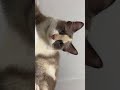 #cat #kitten #munchkinfold #prettycat #cute #prettyfunny #funnyanimals #pets #cutecat