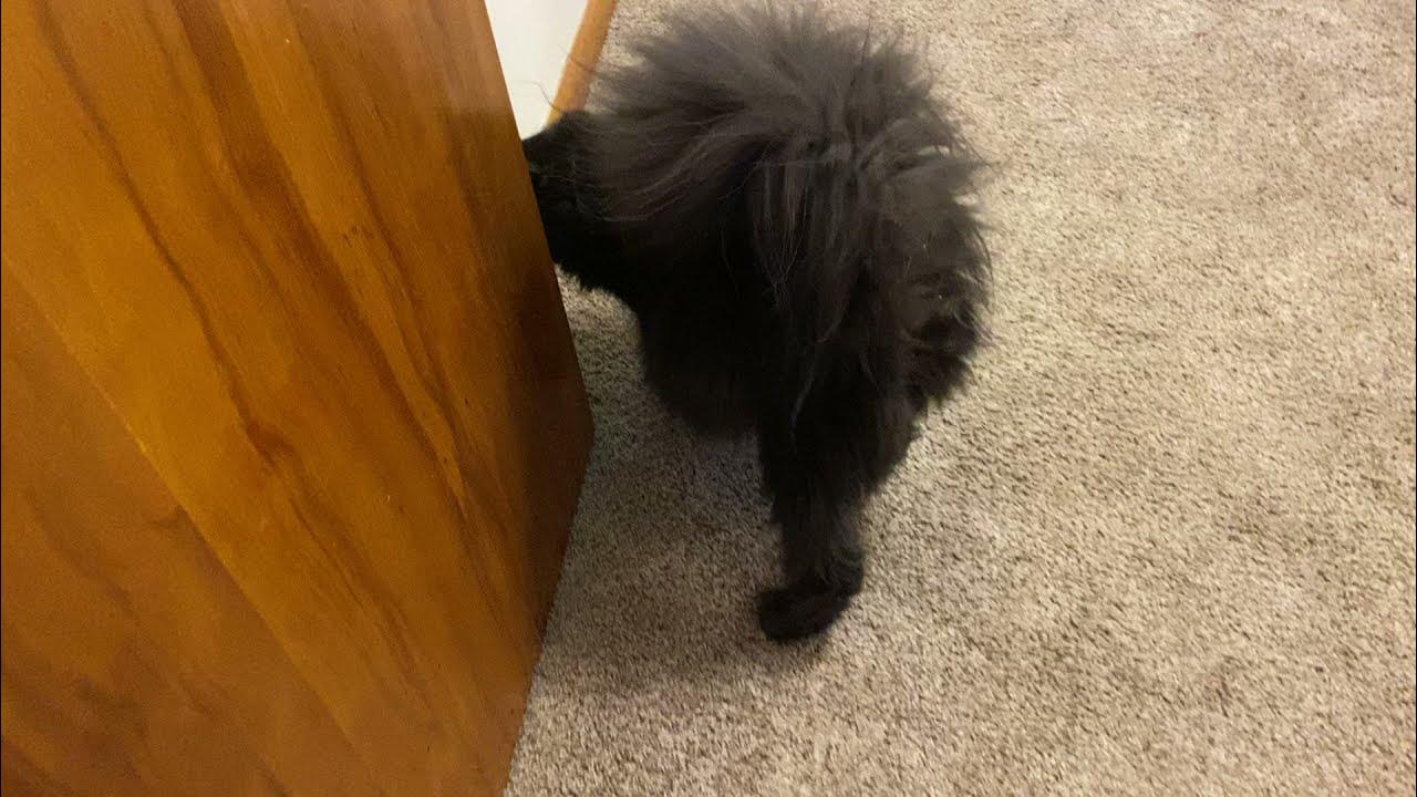 Mrs Wobbles Helga Pregnant Maine Coon cat due in about a week