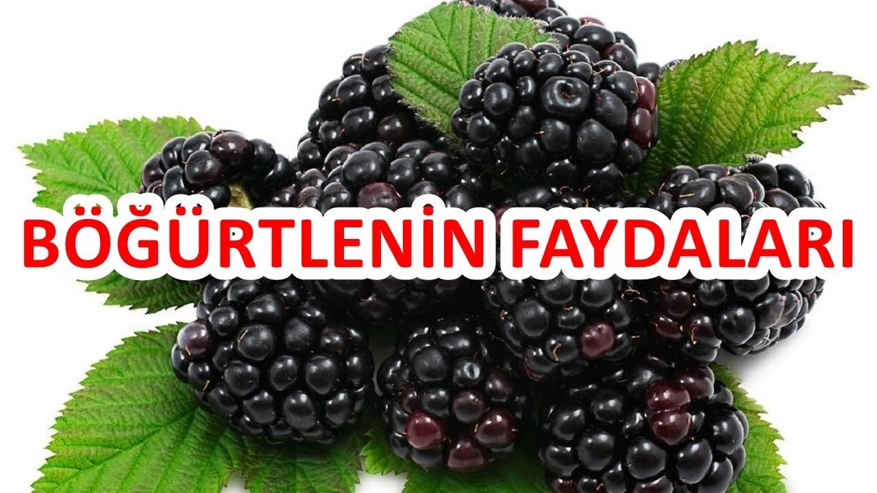 Böğürtlenin zararları Böğürtlenin zararları