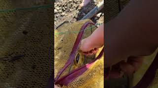 Chicken the yabby trap at the dam big guppies #carpfishing