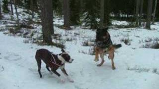 Amstaff and German shepherd