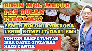 Bikin MOL Ampuh di Bulan Purnama, Lupakan Pupuk Pabrikan Selamanya. How to IMO 1 and 2.