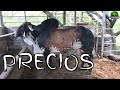 Gyr Holstein Brahman Precios incluidos en Ganaderia GS-El Salvador en el Campo