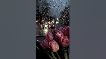 استمع إلى القرآن الكريم ❤️ 