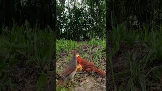 A male cardinal feeding his mate. #Shorts