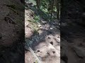 Hiking through some steep terrain! #hiking #forest #trees #mountain #trail #hike #nature #bc #canada