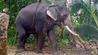 Have you seen an elephant plucking a coconut?/ ആന തെങ്ങു പിഴുതെടുക്കുന്നതു കണ്ടിട്ടുണ്ടോ?