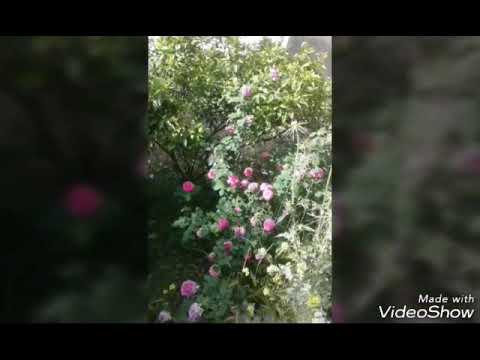 ايلك حنيت يابعد روحي وحياتي بلدي لطامنه