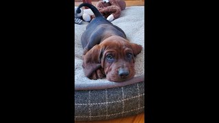 Nellie the Redbone Coonhound and Binky the Pocket Beagle are growing up! by River Styx Scent Hounds 193 views 2 weeks ago 2 minutes, 37 seconds