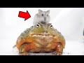 Brave hamster gets eaten by african bullfrogwarning live feeding