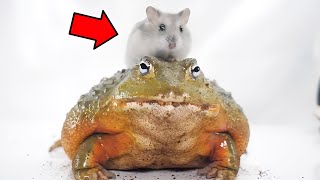 Brave hamster gets eaten by African bullfrog【WARNING LIVE FEEDING】