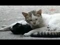 CAT tries to REVIVE his DEAD FRIEND - hit by car T_T