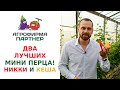 ДВА ЛУЧШИХ МИНИ ПЕРЦА! НИККИ И КЕША