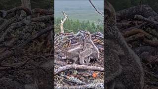 #osprey #wildlife #nest #birds #animals #eagle #nature #birdofprey